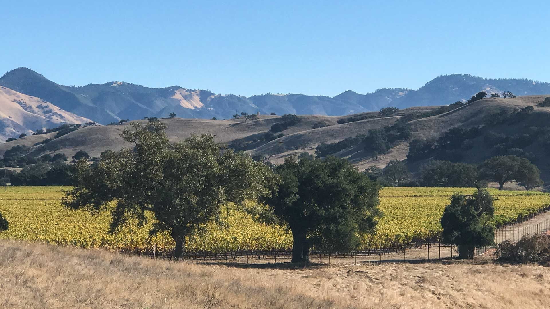 Wine country cycling past vineyards, trees and mountains