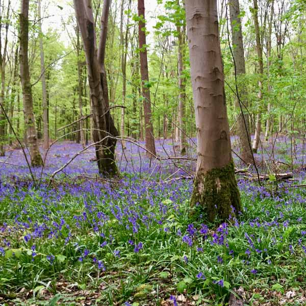 Bluebell woods in South Downs National Park