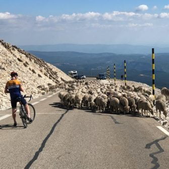 Sheep on the final descent of the cingle du mont ventoux down to bedoin