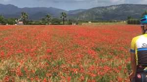 Cyclist looking towards cycling climbs in Mallorca over a field of poppies