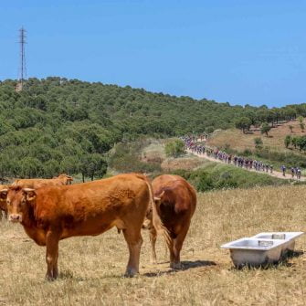 Two cows standing in the field and cyclists riding in the road on Algarve cycling events