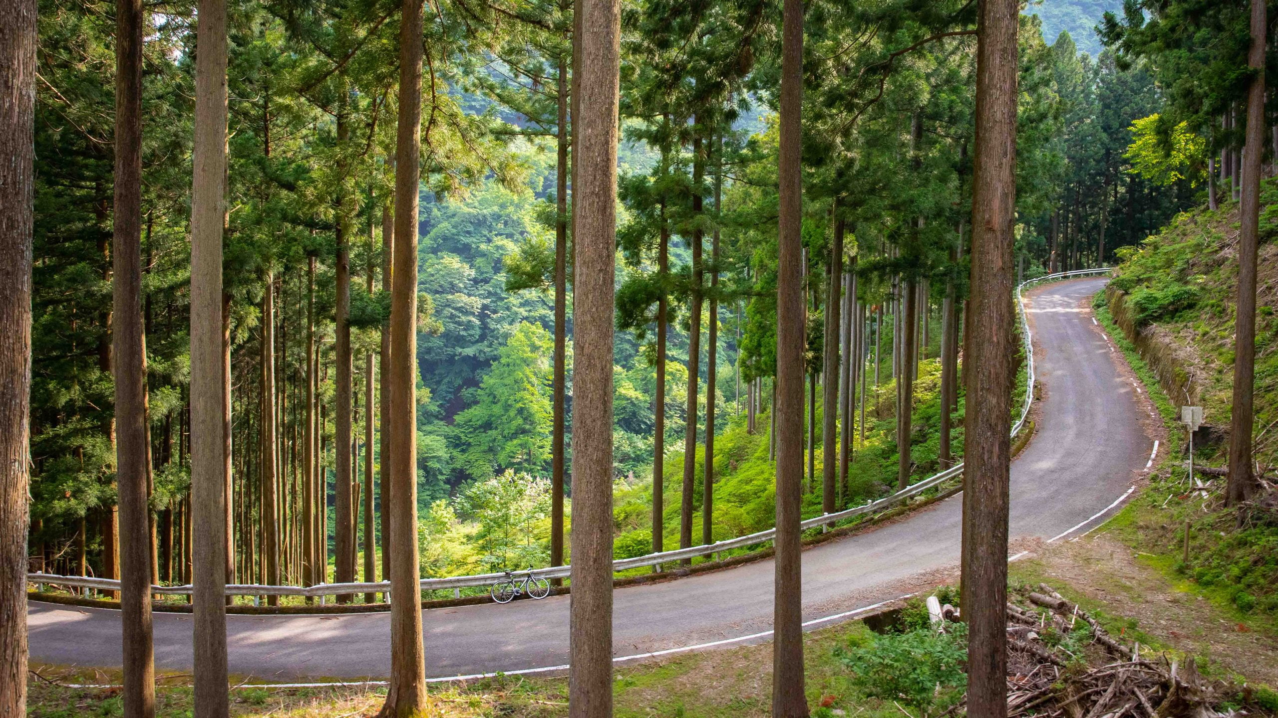 Road through the forest on a cycling tour in Japan
