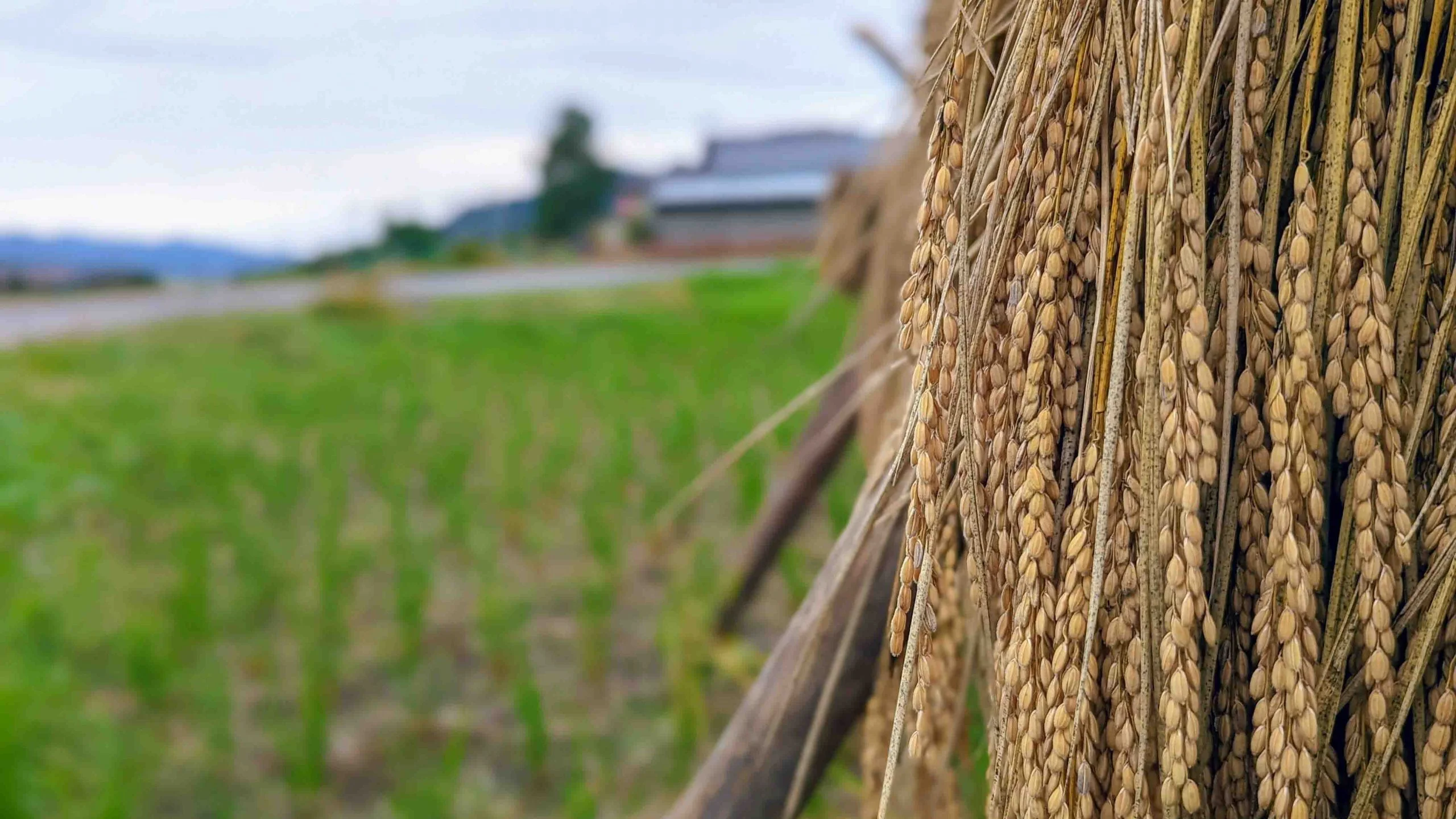 Rice drying by the road in Japan