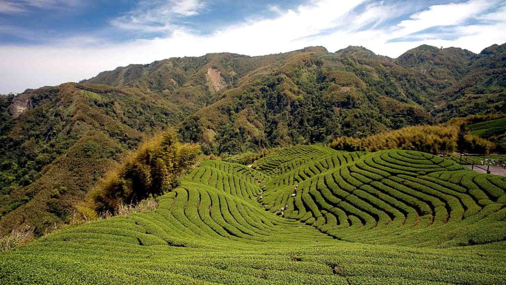 Ba Gua Tea garden in Taiwan with mountains behind