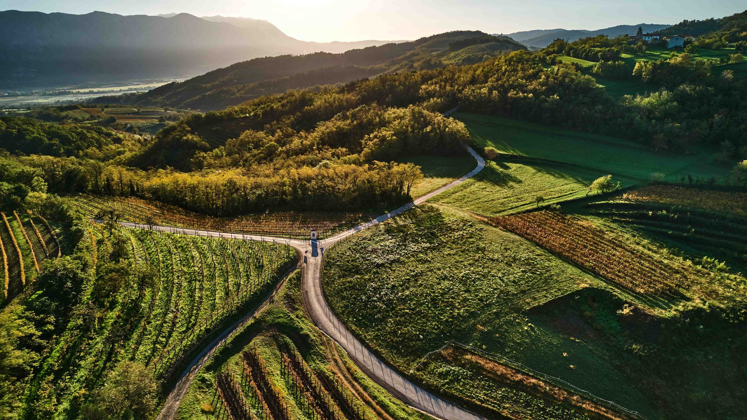 Vipava Valley's vineyards are beautiful to cycle through