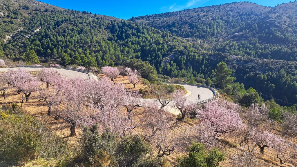 Almond blossom in spring on the Port de Confrides