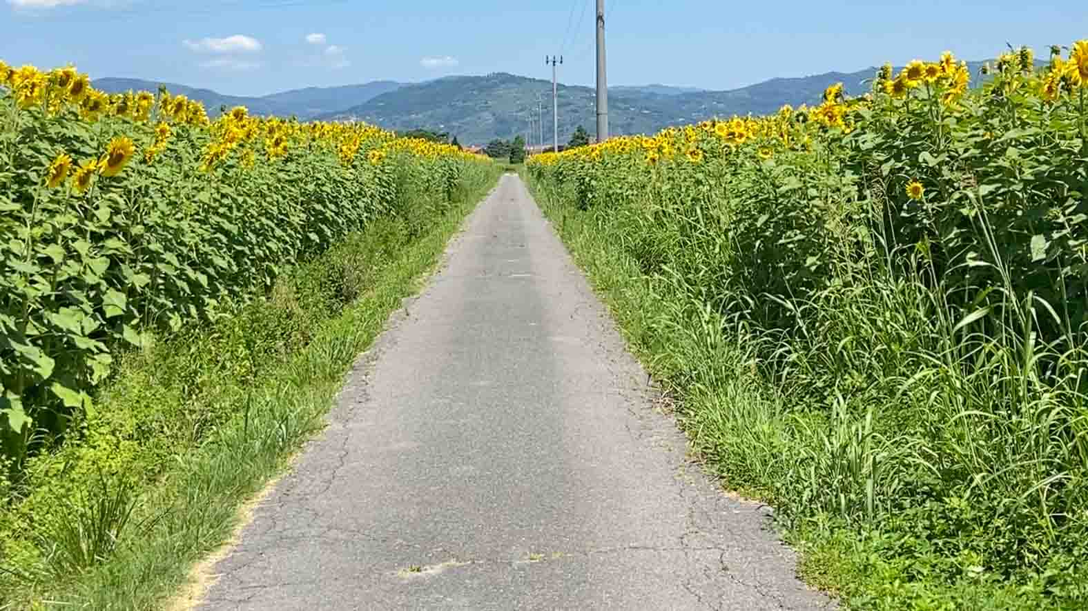 Cycling route through Tuscany's sunflowers
