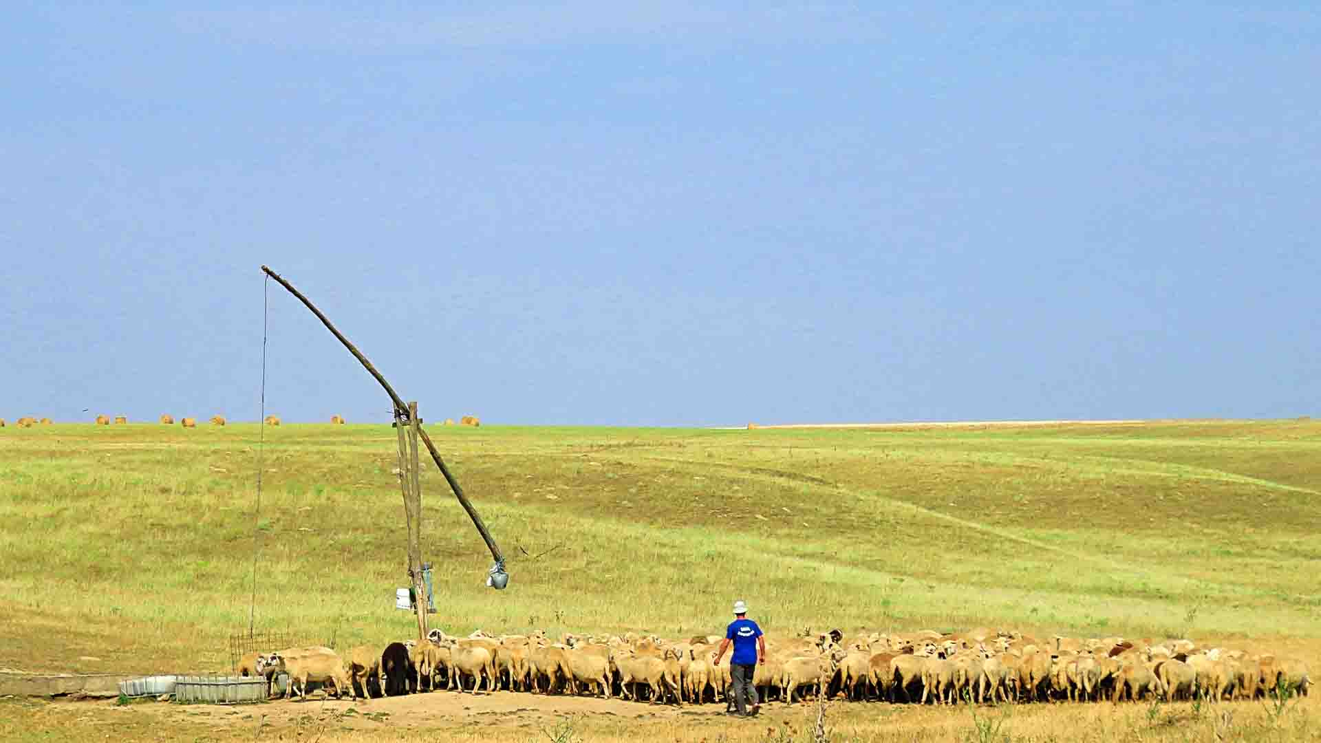 Sheep in a field in Romania