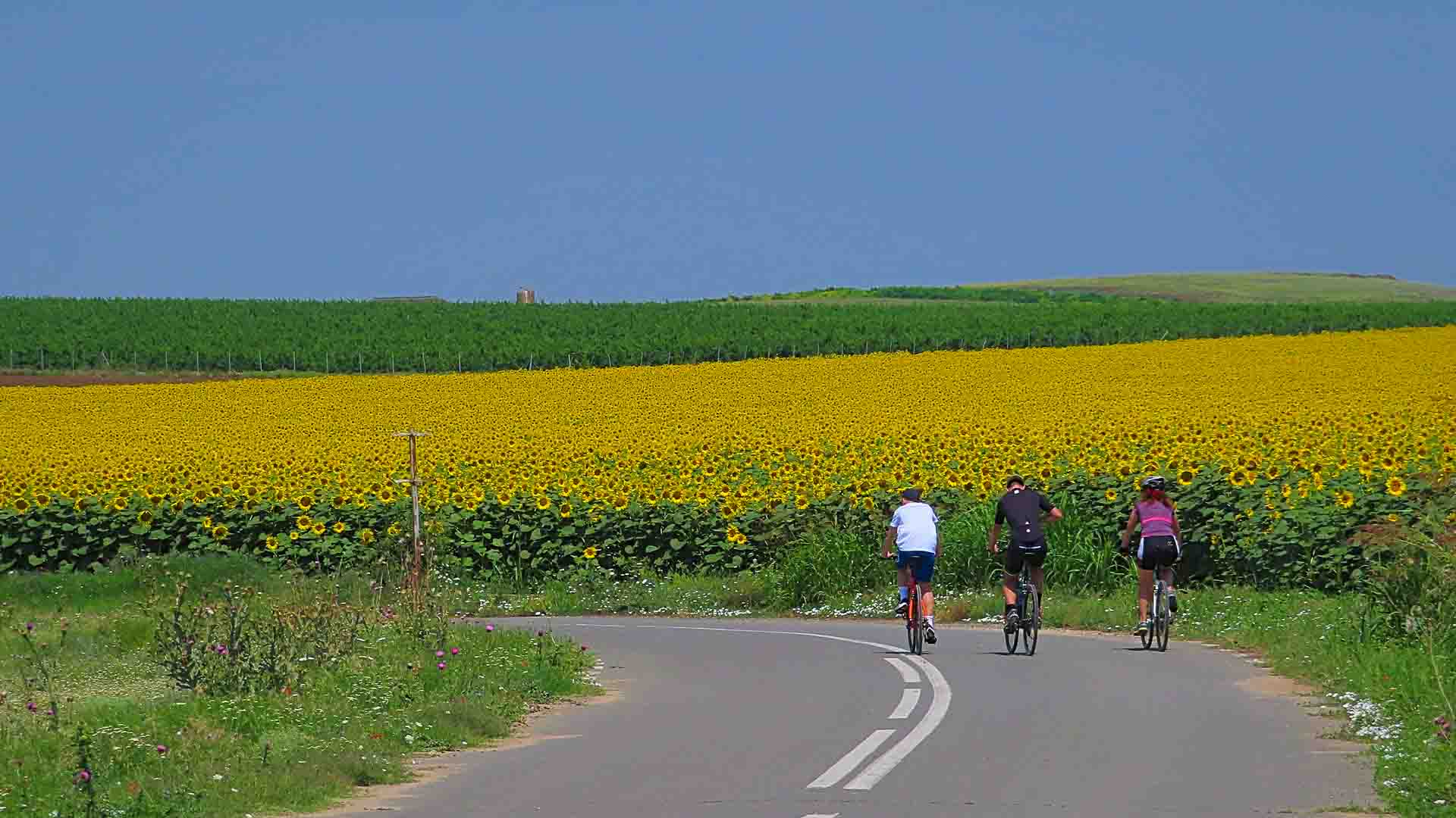 Cyclists on a road next to field of sunflowers