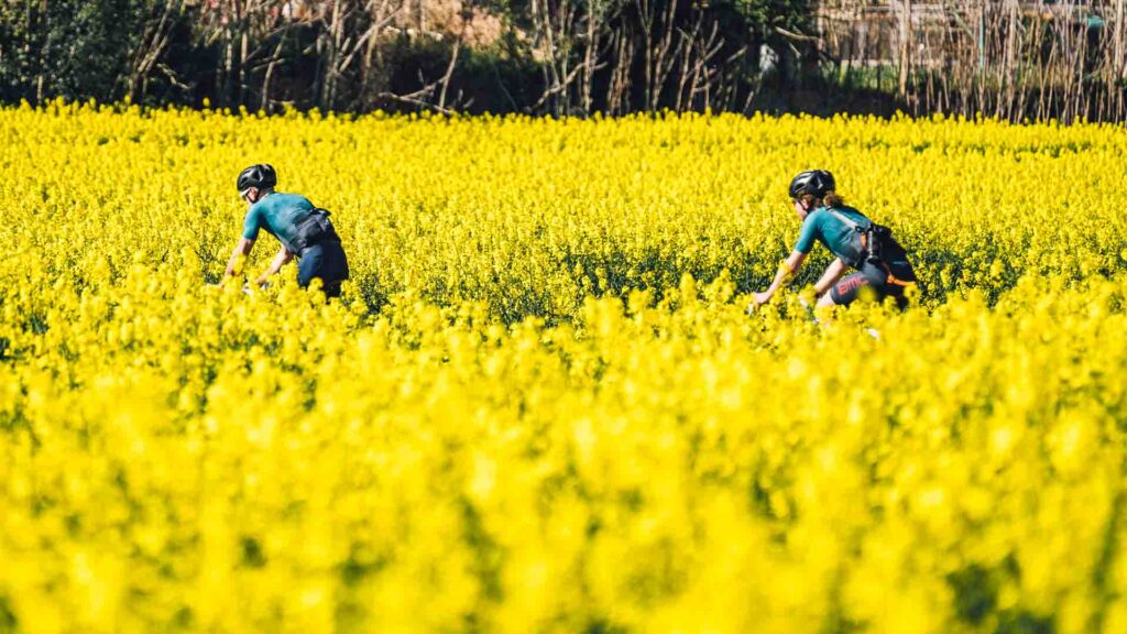 Cyclists in a haze of yellow rapseed flowers near Girona