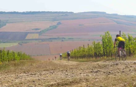 Cyclists through a vineyard in Romania