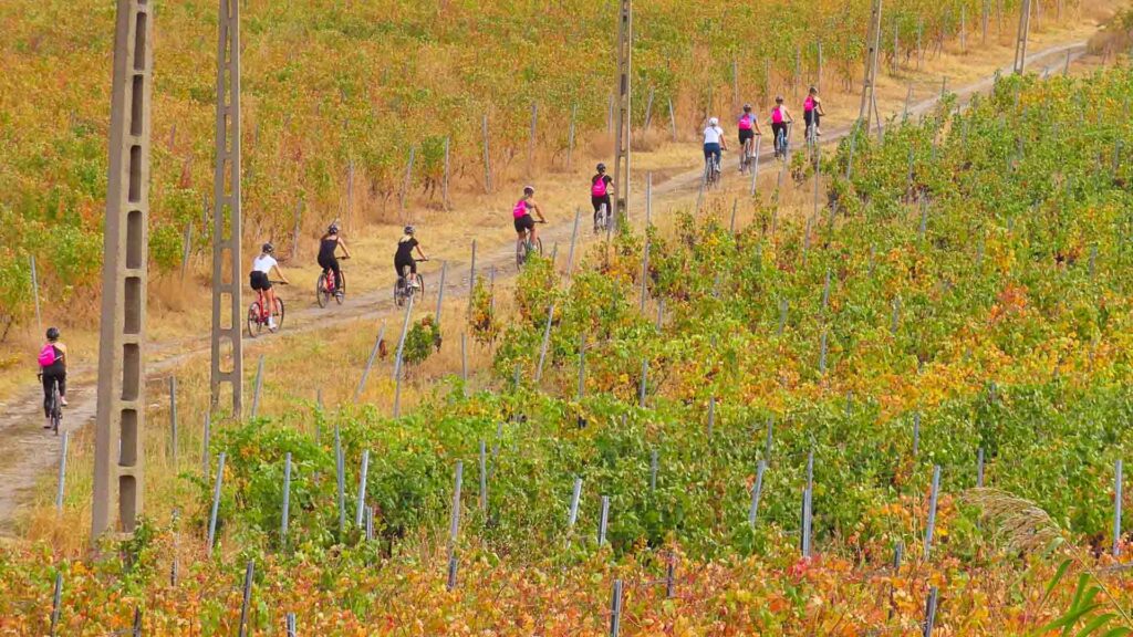 Line of cyclists cycling in Romania's wine region
