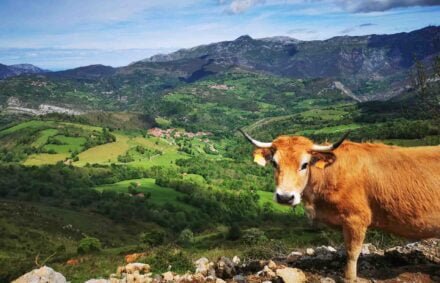 Cow in front of view from the saddle on a cycling tour of northern spain