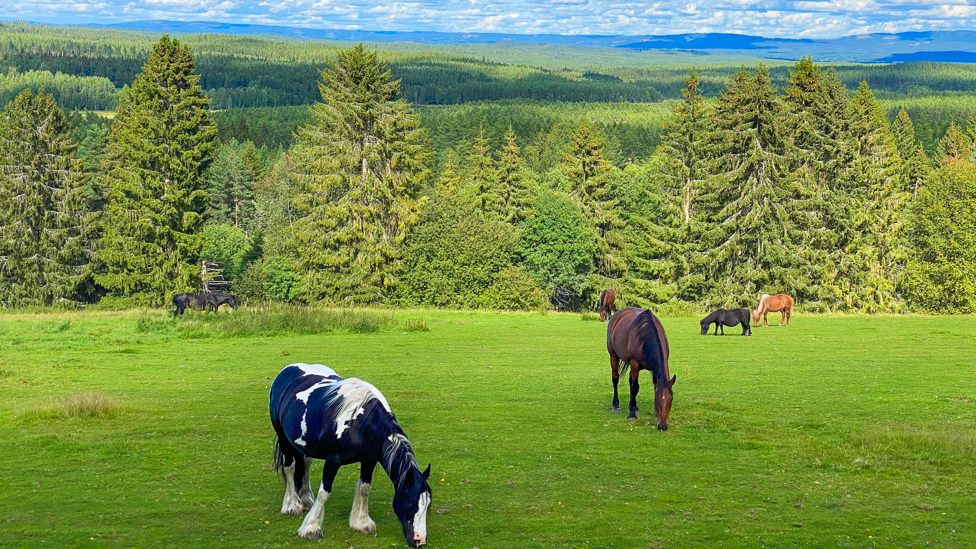 Boreal forest view