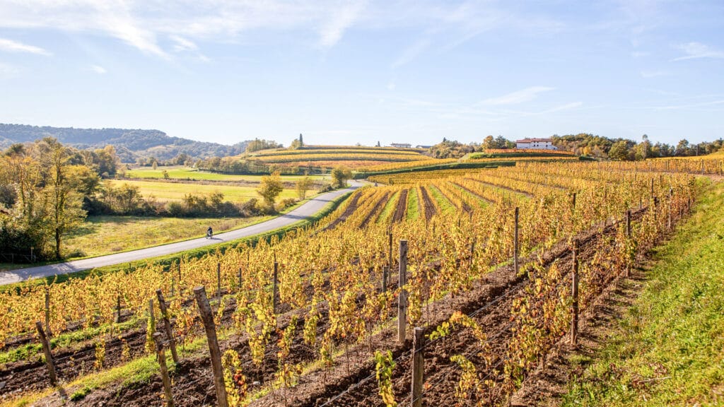 Vineyard in autumn, beautiful rural landscape in Collio region, Italy
