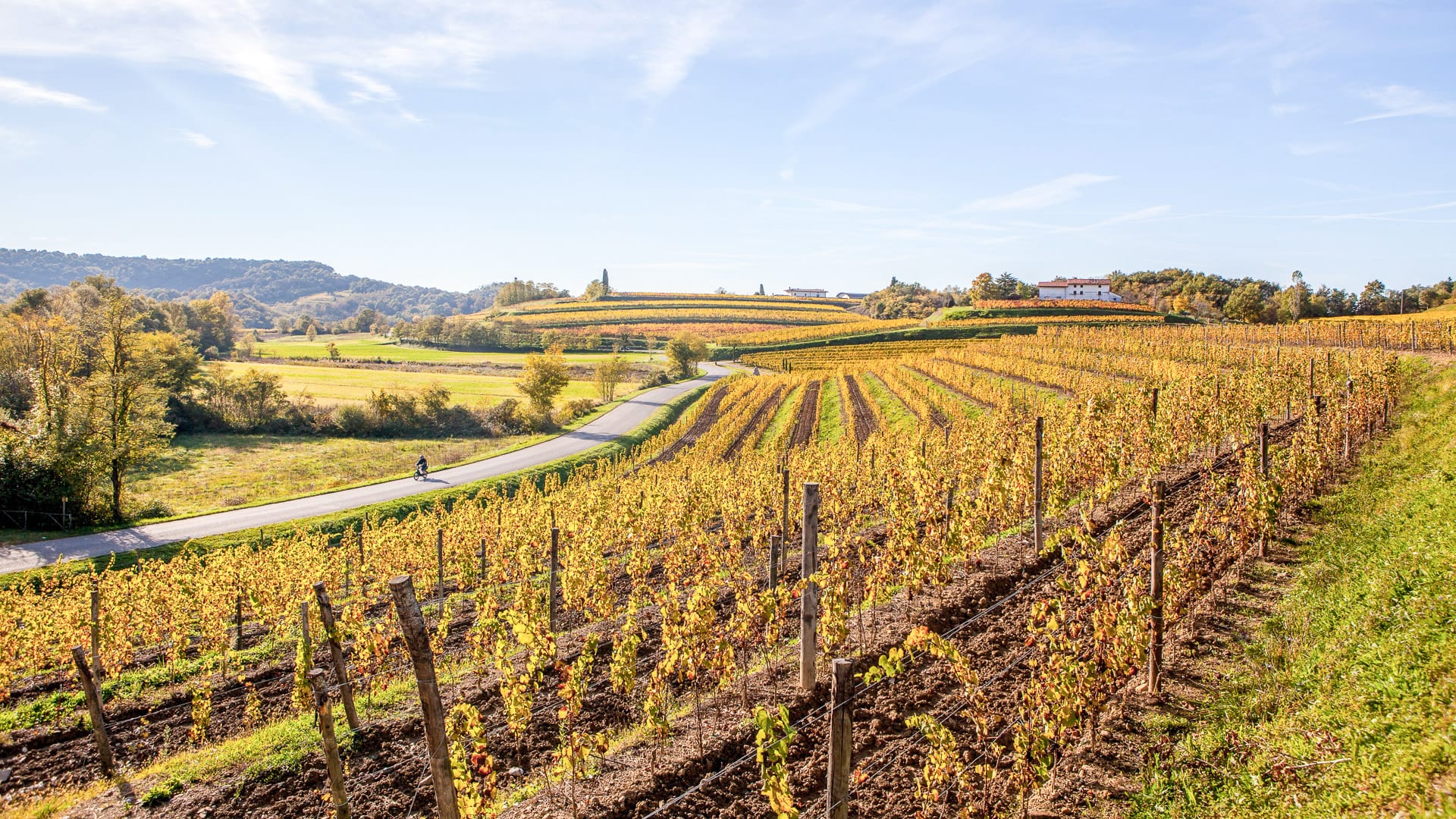 Vineyard in autumn, beautiful rural landscape in Collio region, Italy