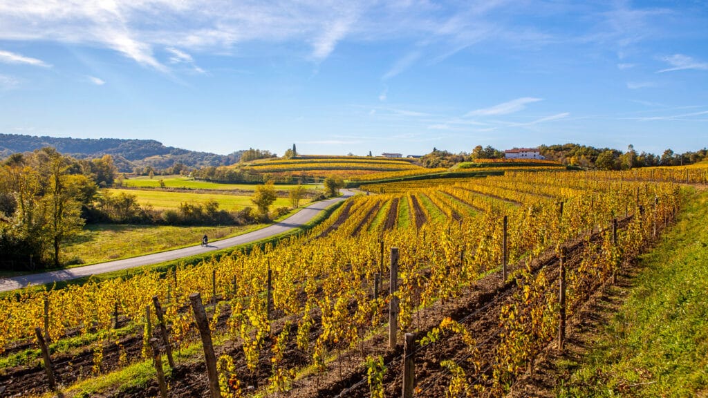 Vineyard in autumn, beautiful rural landscape in Collio region, Italy