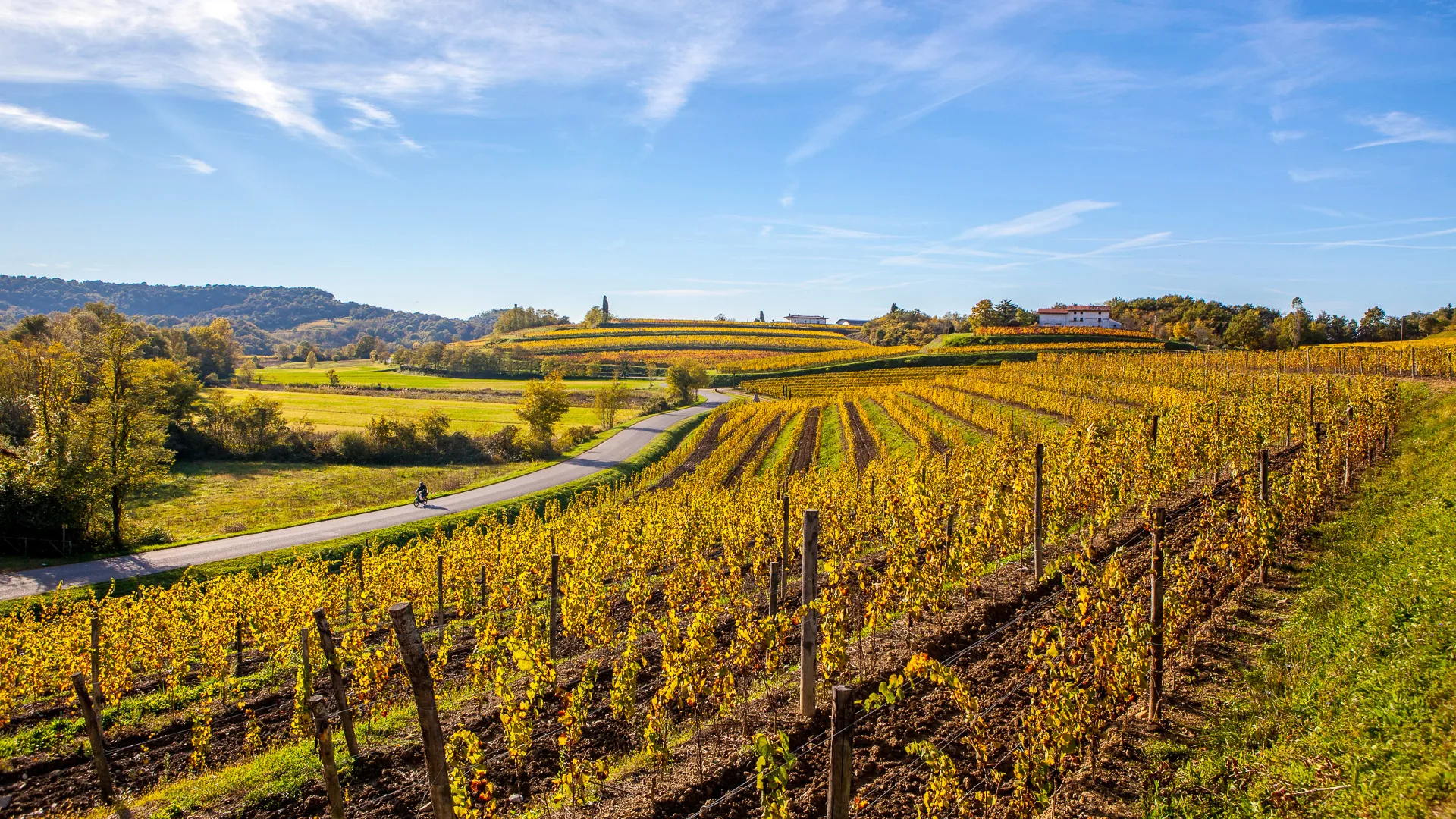 Vineyard in autumn, beautiful rural landscape in Collio region, Italy