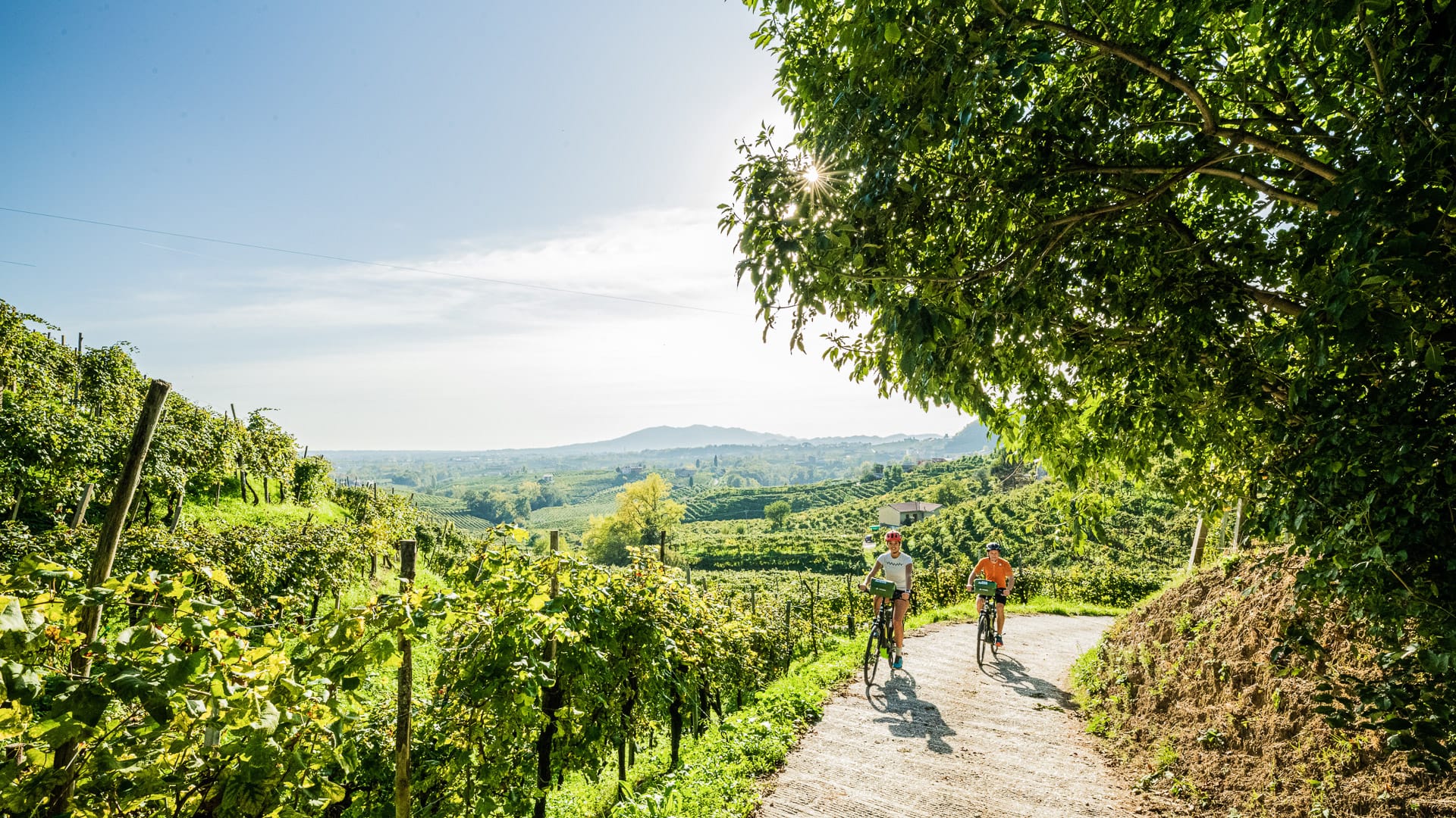 Cyclists riding through sunny vineyard along the Prosecco Hills in northeast Italy