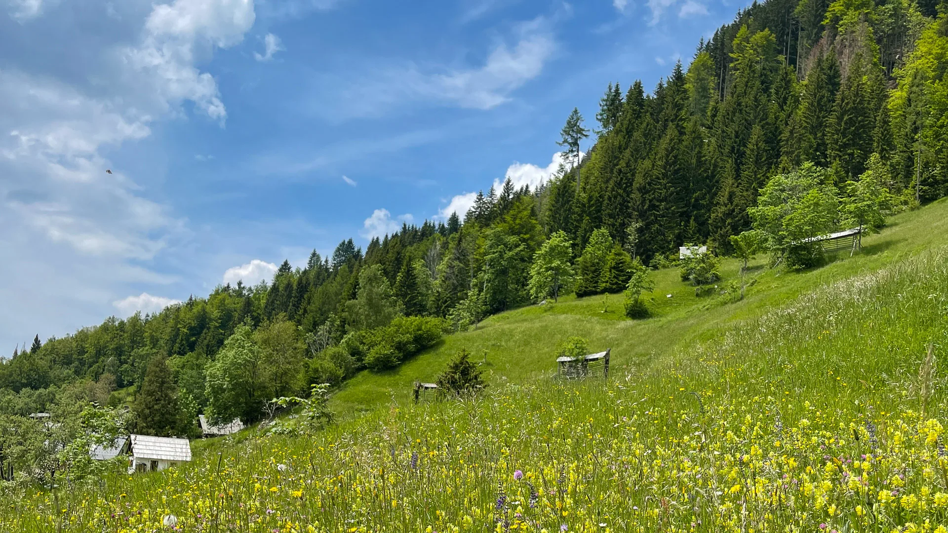 Wildflower meadows while cycling in Slovenia