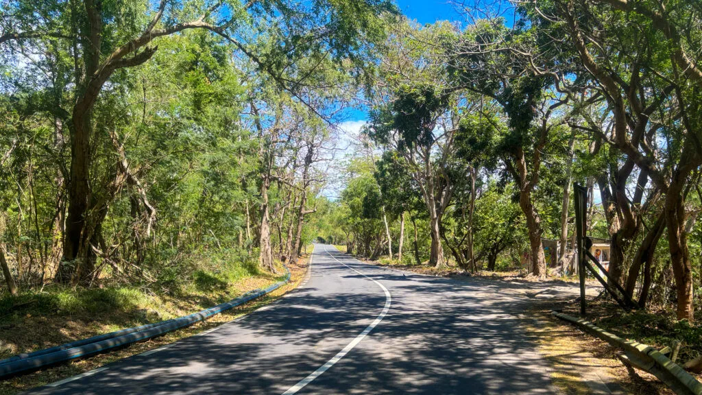 A tree lined road in mauritius