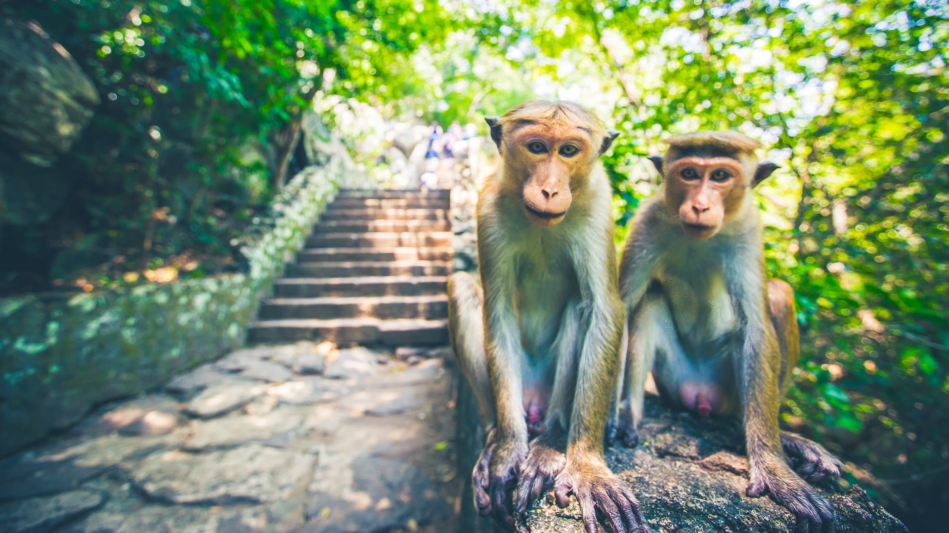 Two monkeys perched on a stone wall near forest steps
