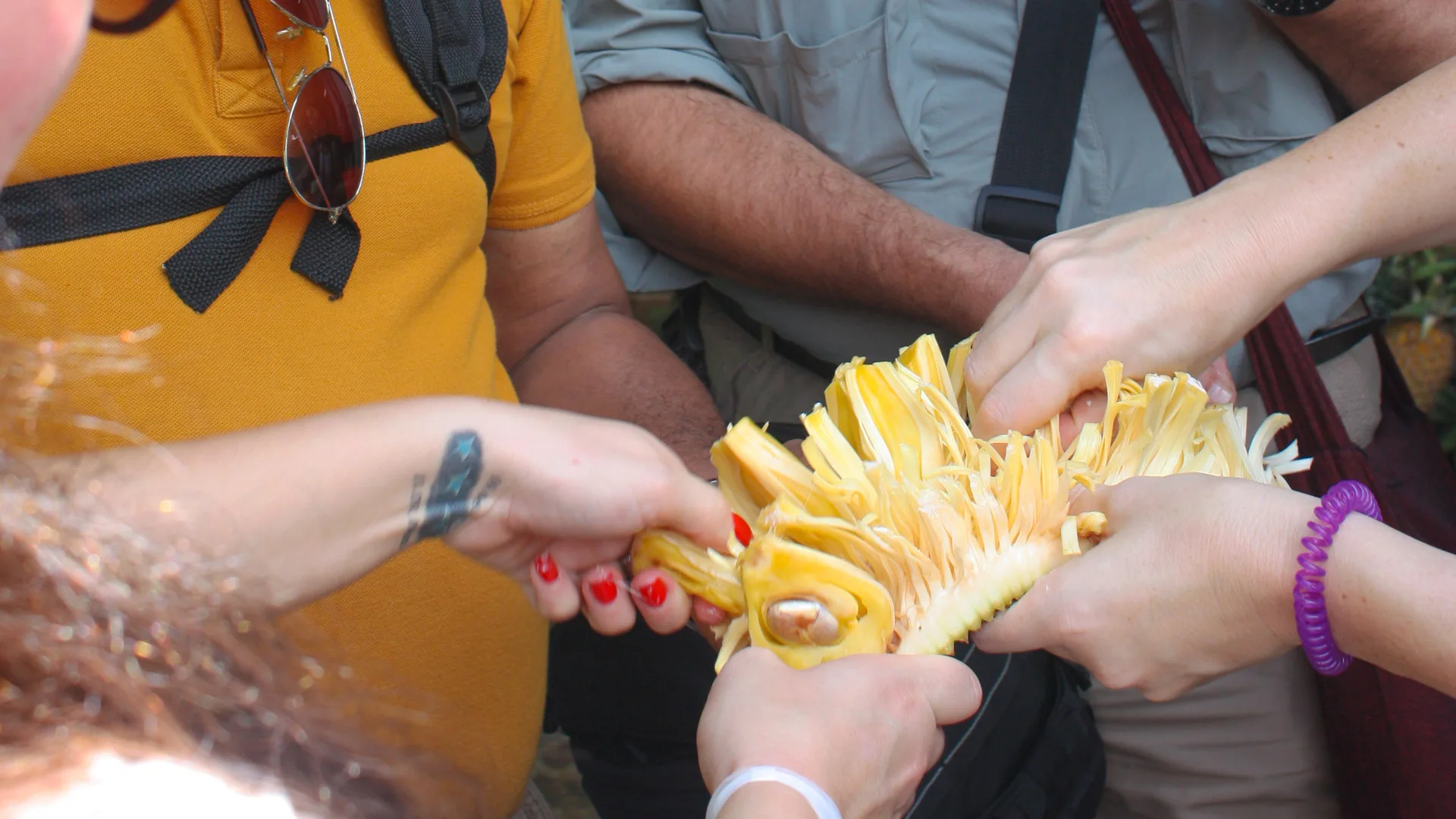 Group of tourists pulling apart fresh jackfruit during a cycling tour in Sri Lanka
