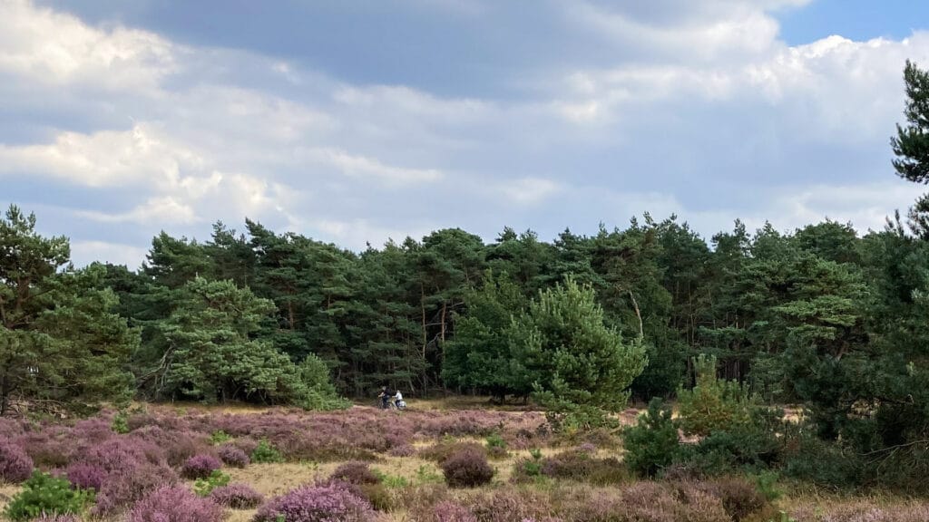 Forests and heathland in Veluwe National Park