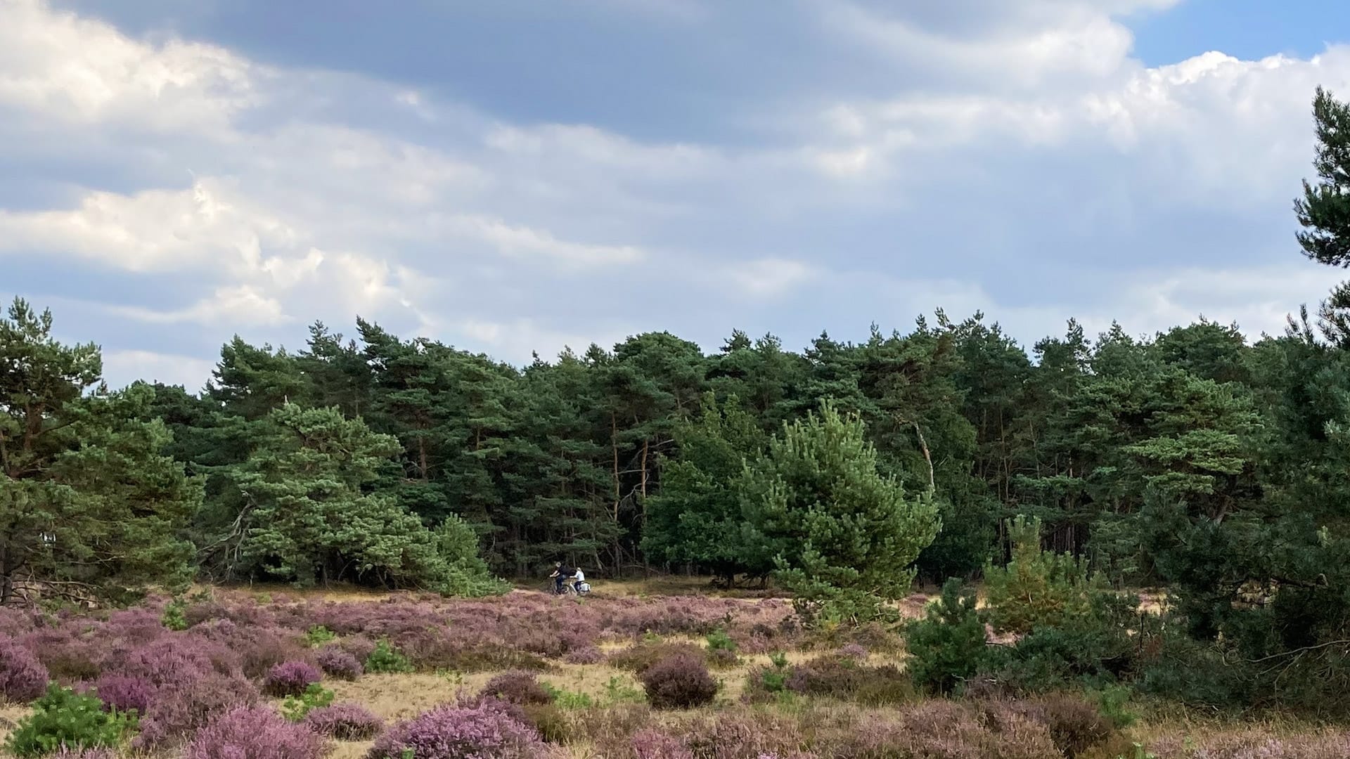 Cycling through the forests and heathland in Veluwe National Park 