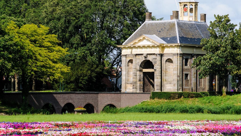 tulips in the netherlands
