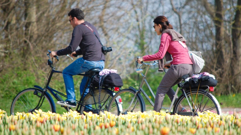 two cyclists and tulips in the netherlands