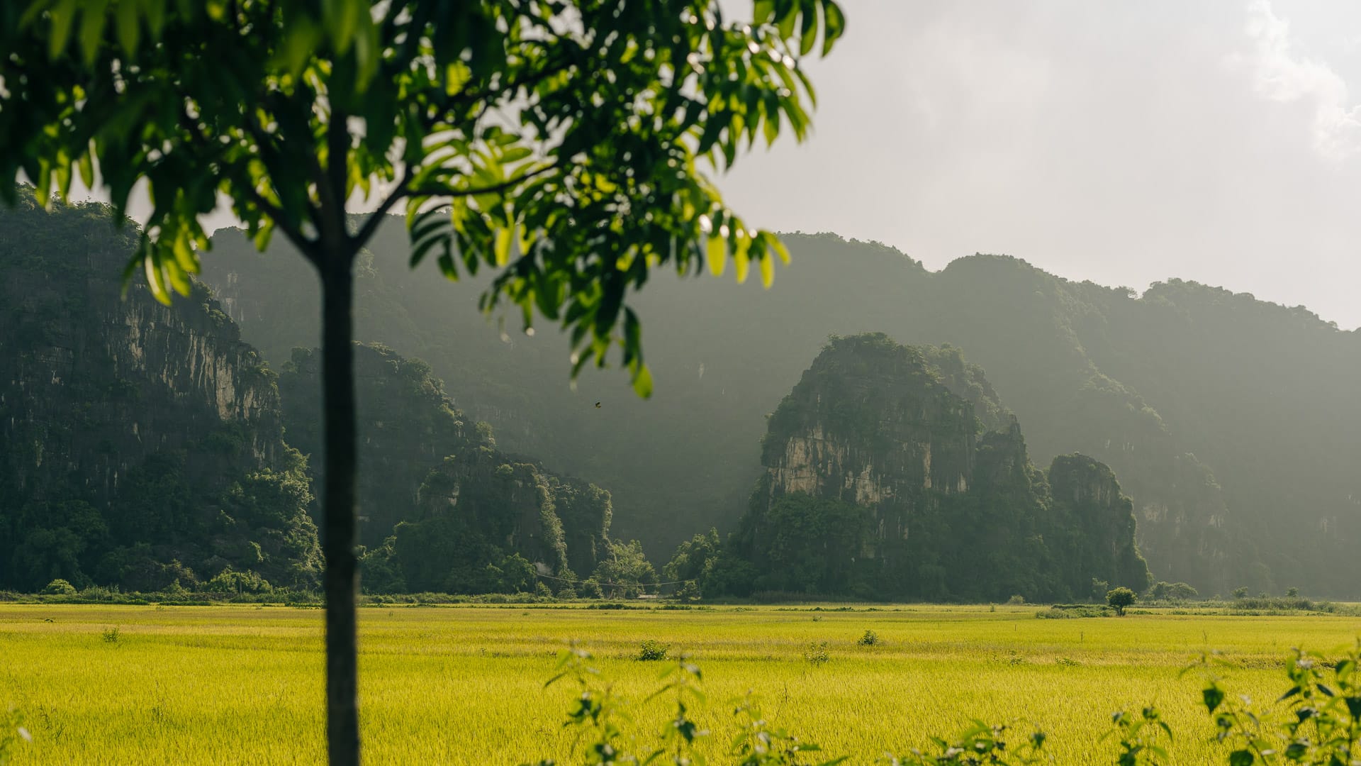 Scenic view of Ninh Binh's golden rice fields and karst mountains, framed by a tree