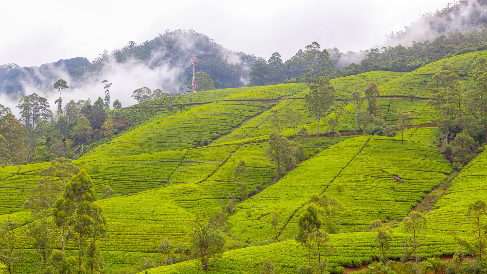 Lush tea plantation on misty hills near Nanu Oya in central Sri Lanka