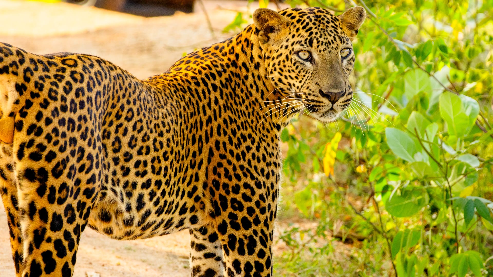 Leopard standing alert near bushes in Udawalawe National Park, Sri Lanka
