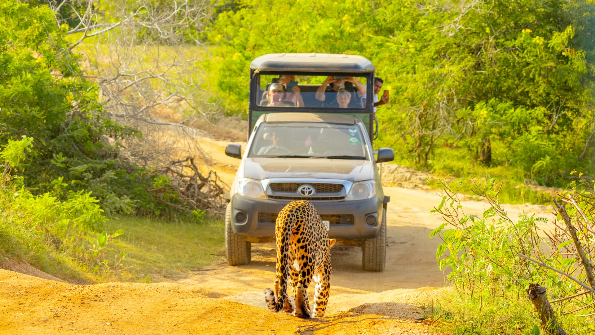Leopard walks down safari track ahead of jeep in Udawalawe National Park