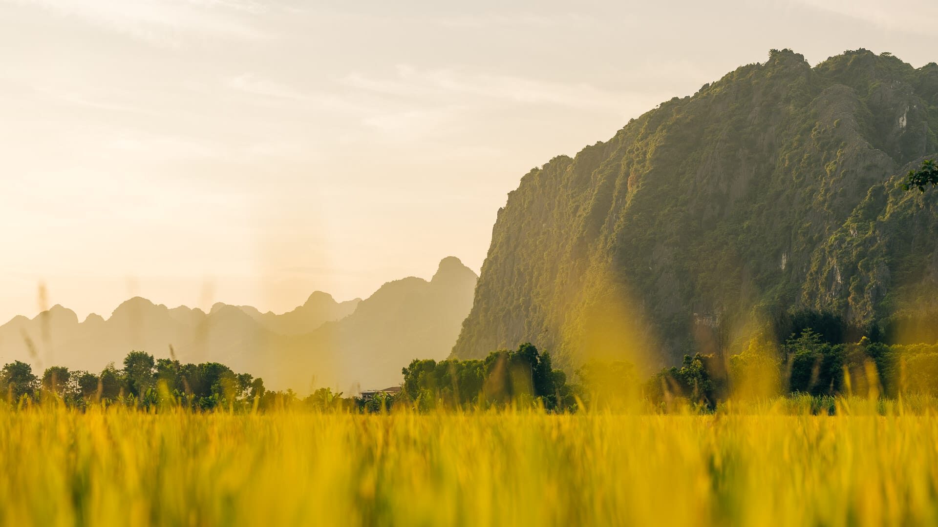 Golden rice field at sunset with misty limestone hills in Van Long