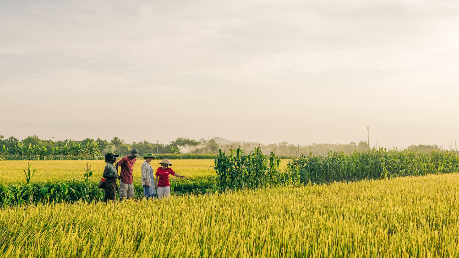 Group with guide in golden rice fields at sunset near Van Long, Vietnam with hazy landscape in background