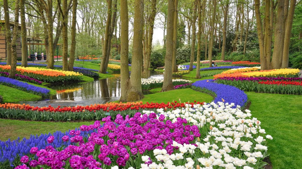 Colourful blossing tulips in Keukenhof park in Holland
