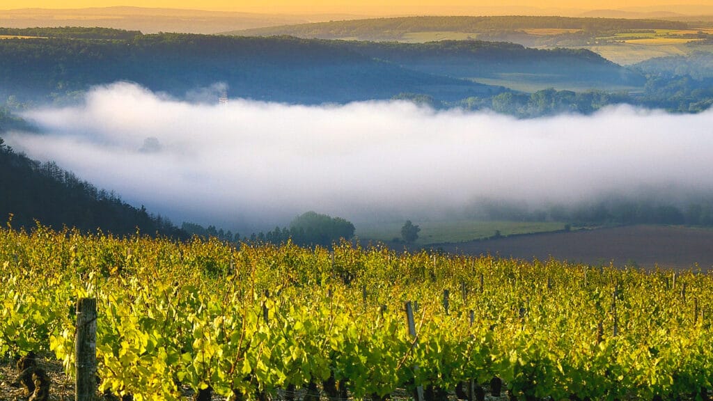 Burgundy vineyard landscape