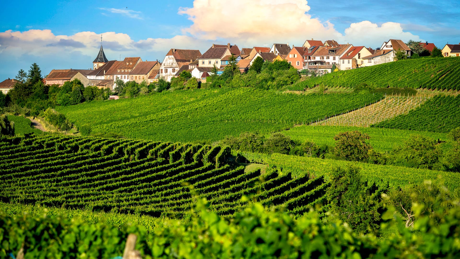 Vineyards sweeping across green hills on a wine route in Alsace village