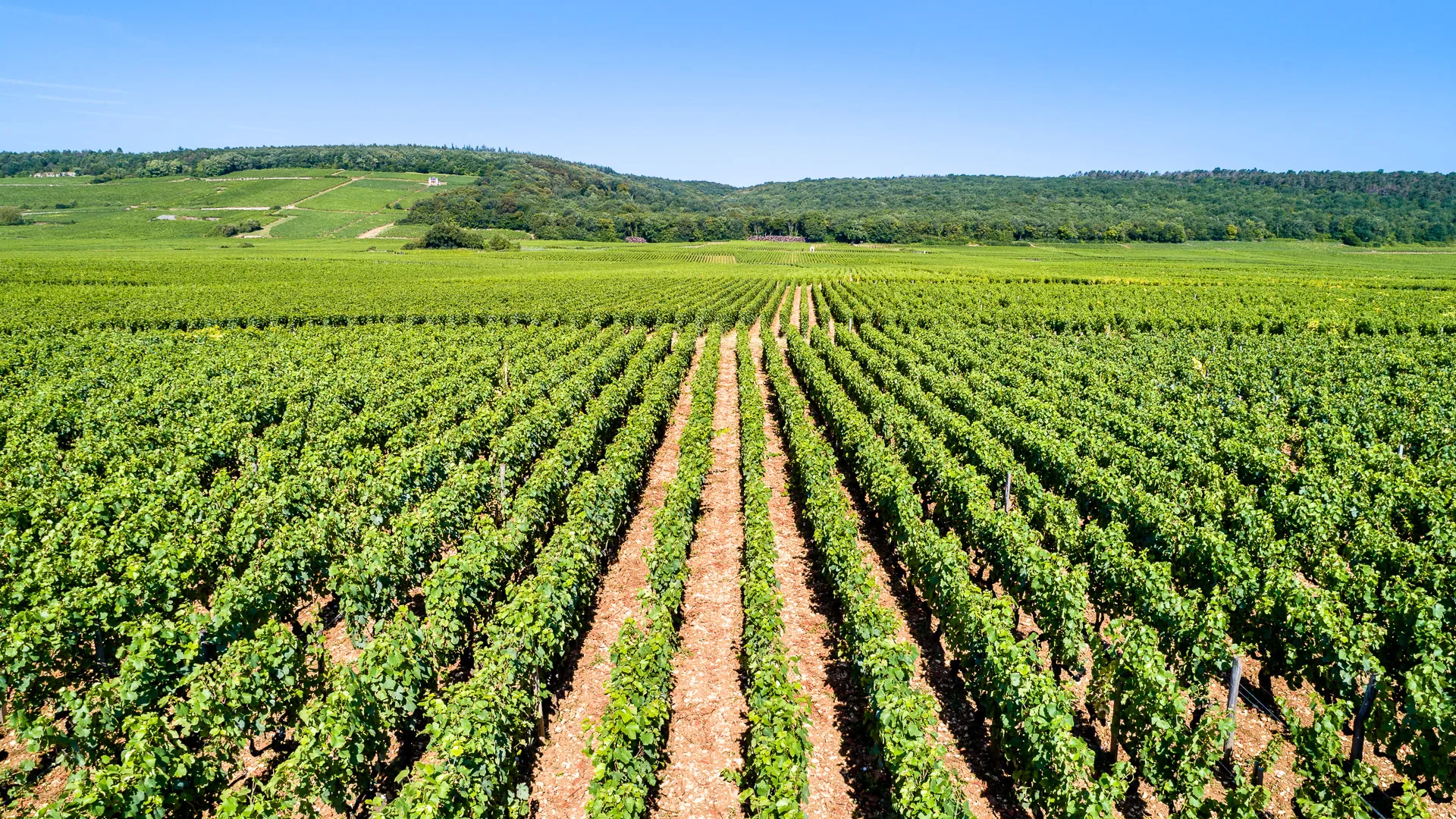 Cote de Nuits vineyard rows stretching across rolling hills in Burgundy, France
