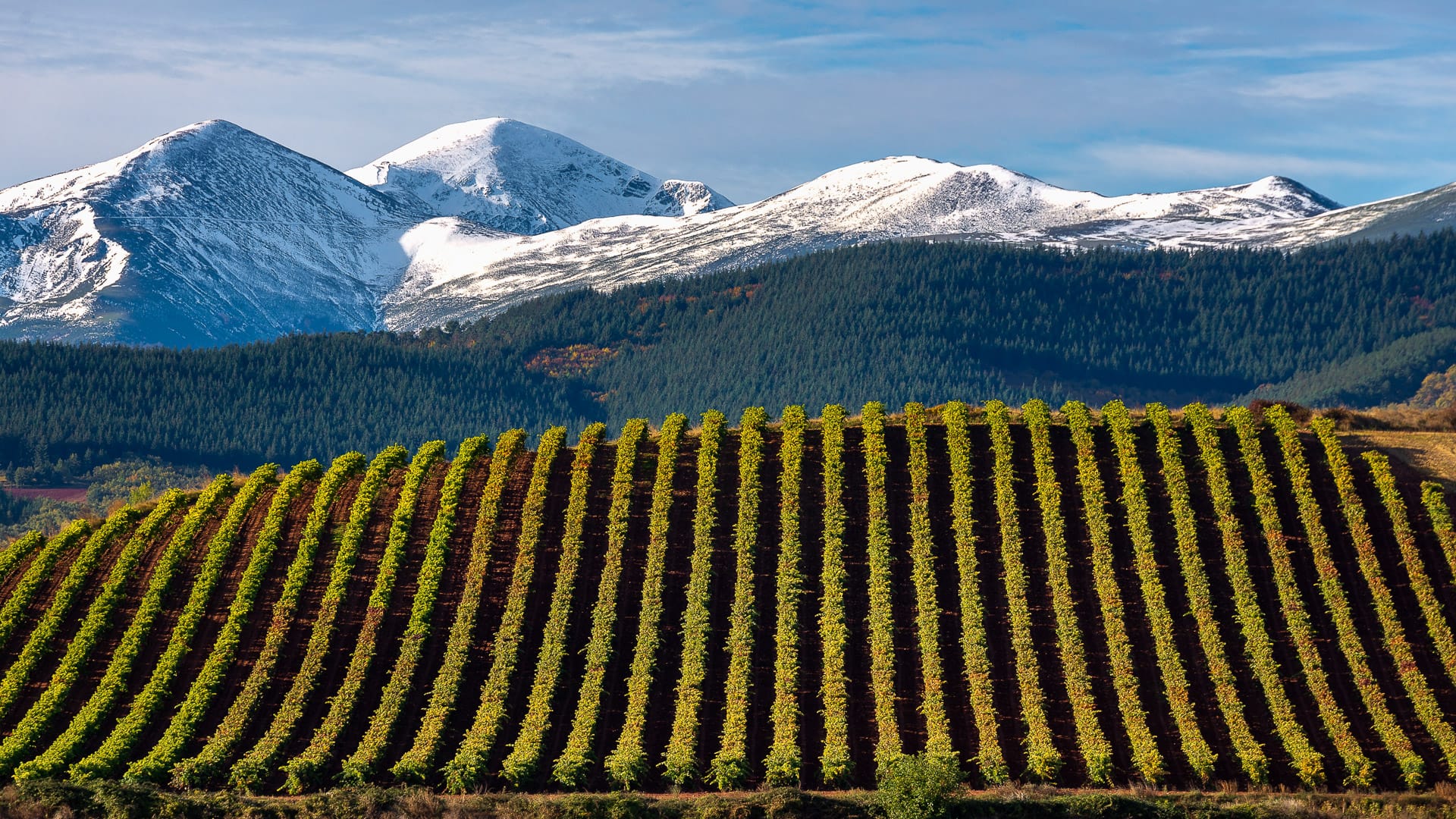 Vineyard rows in La Rioja with snow-capped mountains behind