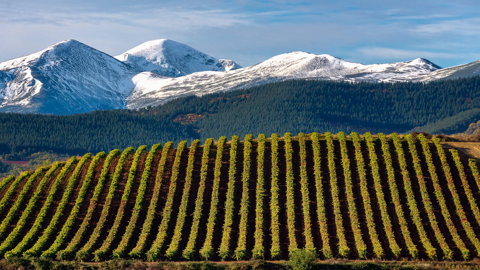 Vineyard rows in La Rioja with snow-capped mountains behind