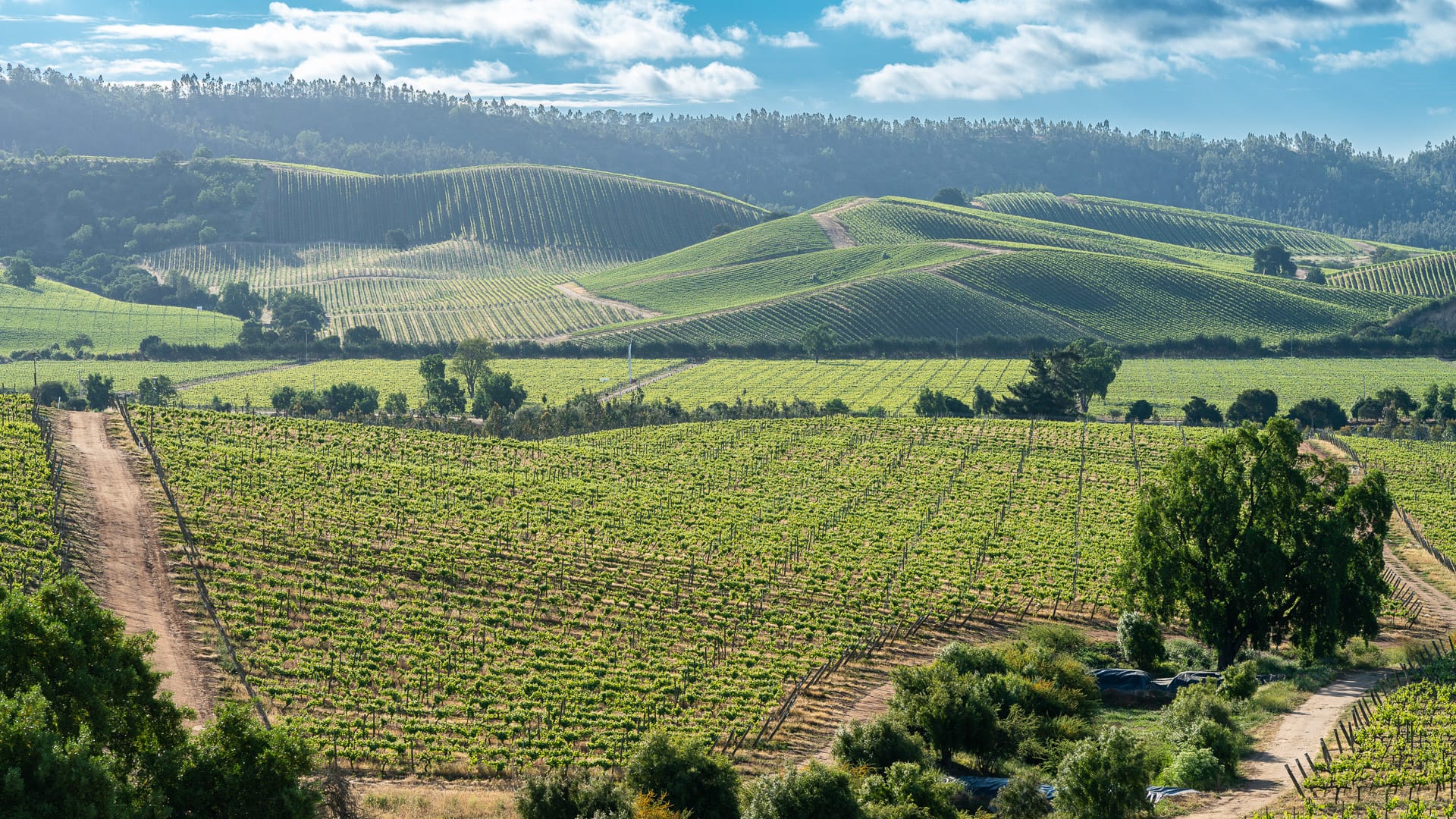 Vast rolling vineyards under soft morning light in Chile’s Casablanca Valley