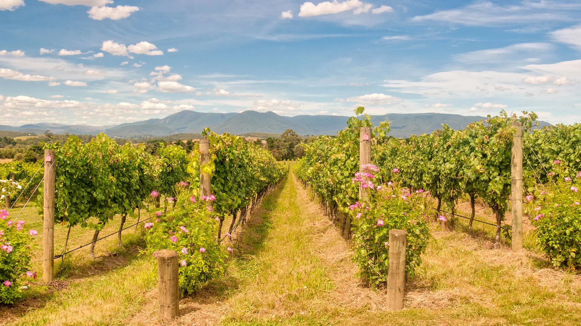 Vineyard row lined with flowers overlooking the Yarra Valley mountains in Australia