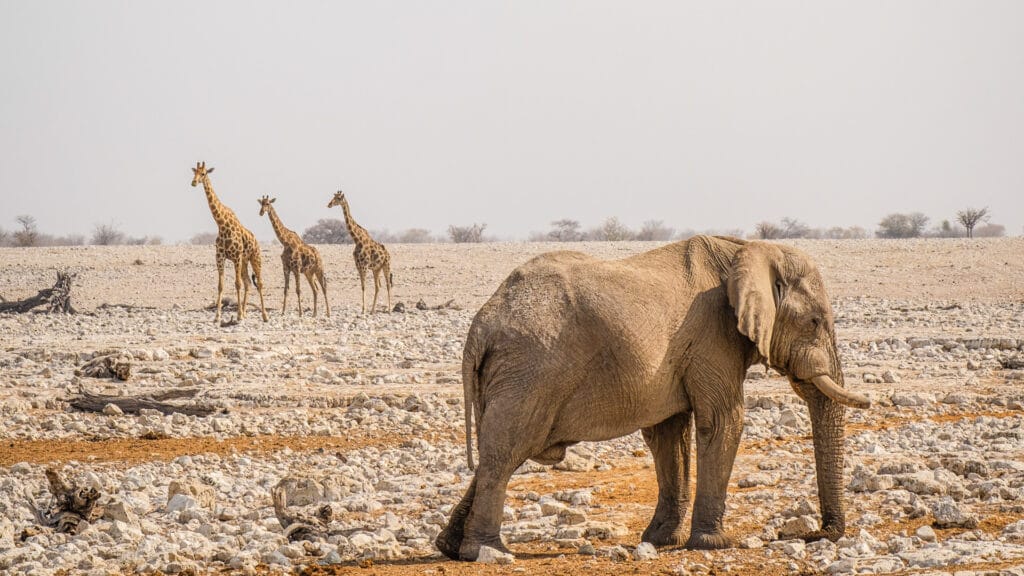 Okaukuejo Waterhole, Etosha