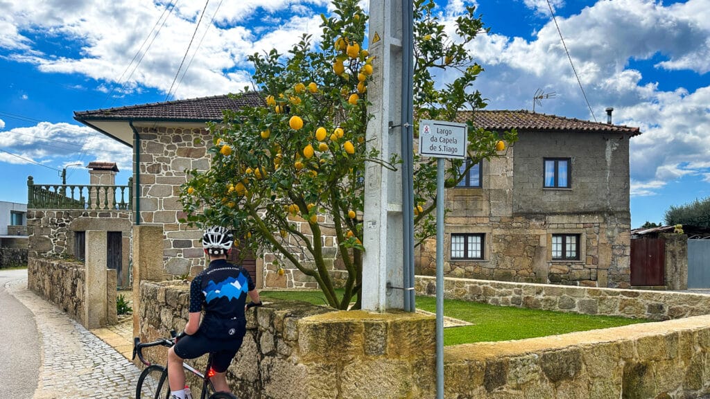 A cyclist admiring a lemon tree in northern portugal