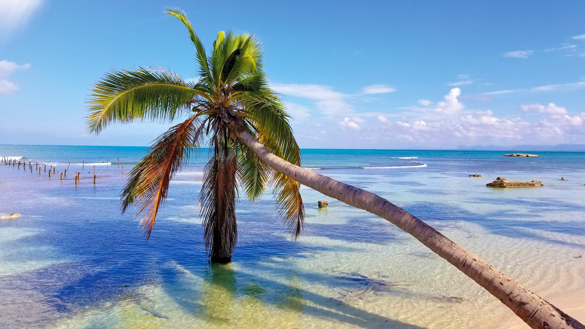 Leaning palm tree over shallow turquoise waters on a tropical beach in Cuba