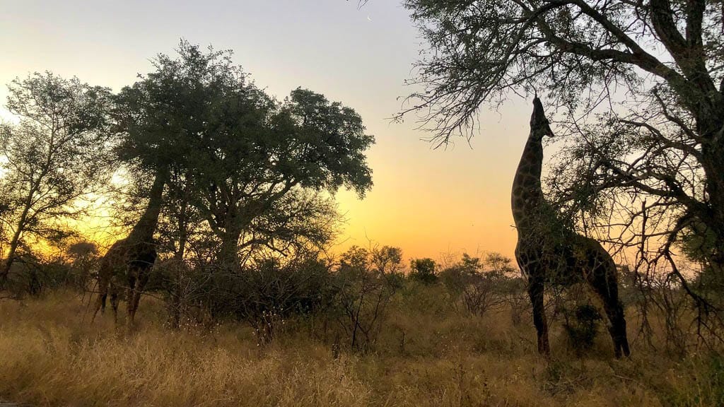 Giraffes silhouetted against the sunset in the bushveld of South Africa’s Kruger National Park