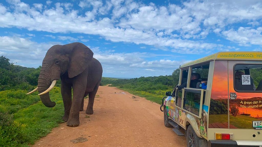 Wild elephant walks near a colourful safari vehicle on a dirt road in a South African game reserve